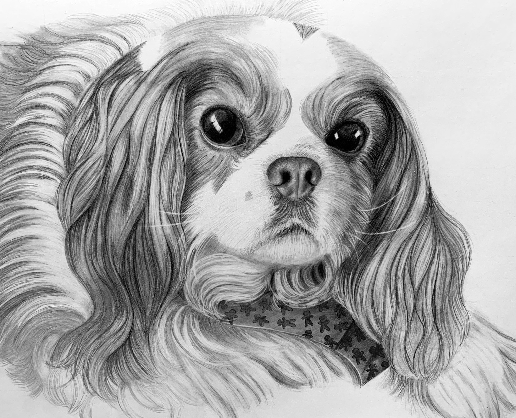 Pencil portrait of a Cavalier King Charles Spaniel wearing a gingerbread-patterned bandana